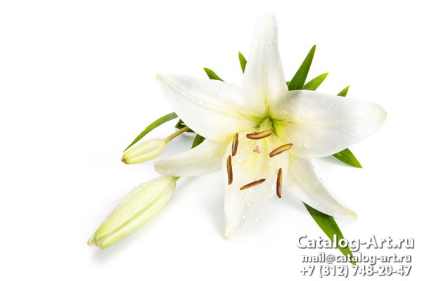White lilies 22